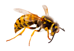 Lapsenes