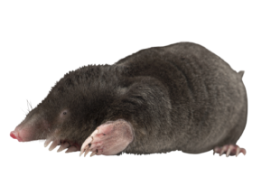 Kurmji