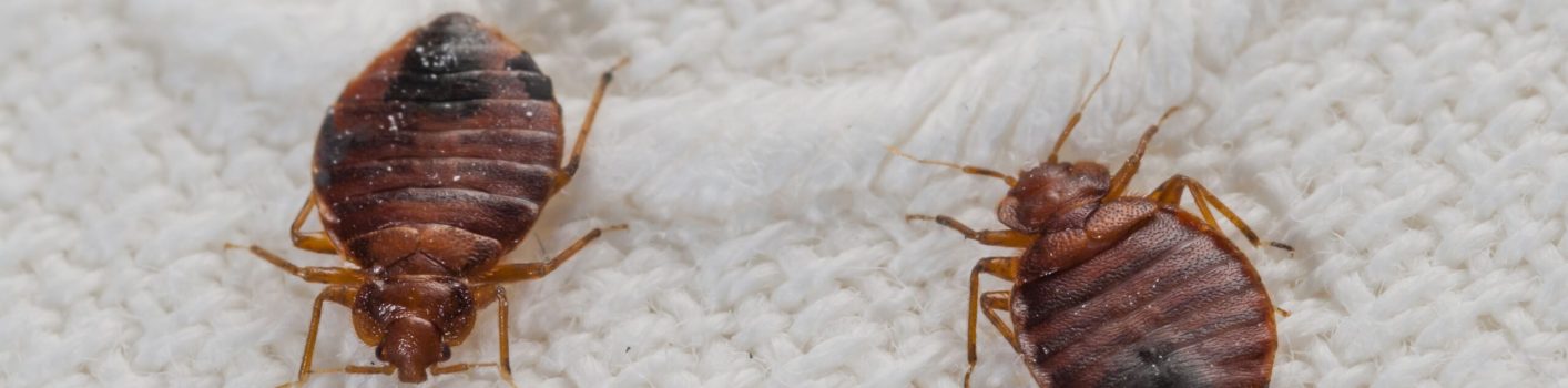 bedbugs-on-a-bed-sheet-154378649-59bf0241519de20010cba47b